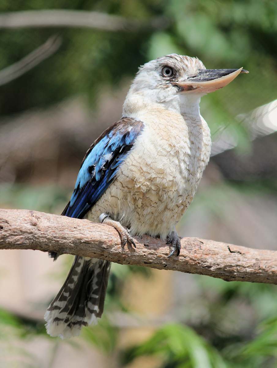 bird white and blue bird on tree branch jay