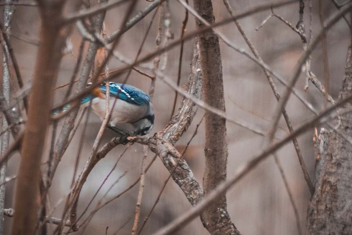 bird white and blue bird perched on twig jay