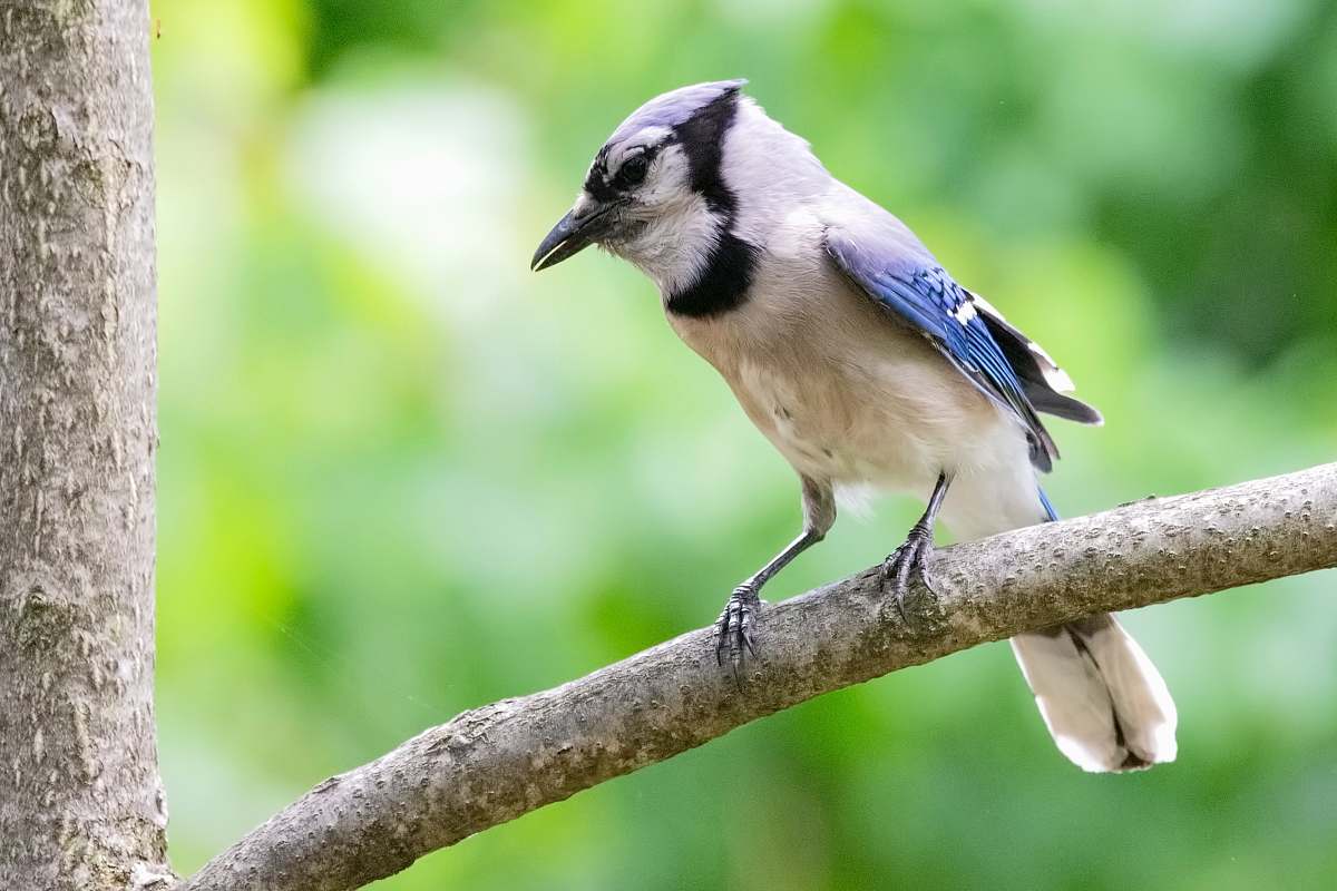 bird white and blue bird standing on tree branch jay