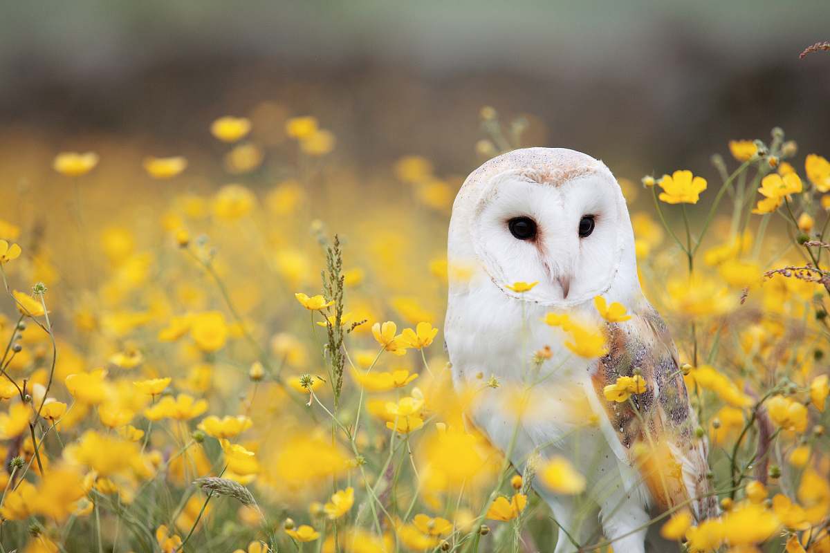 bird white and brown barn owl on yellow petaled flower field owl