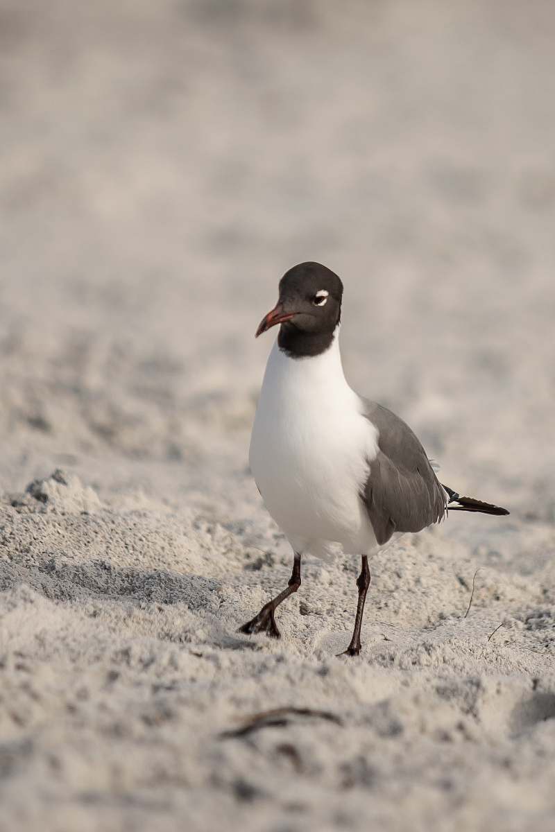 bird white and brown bird seagull