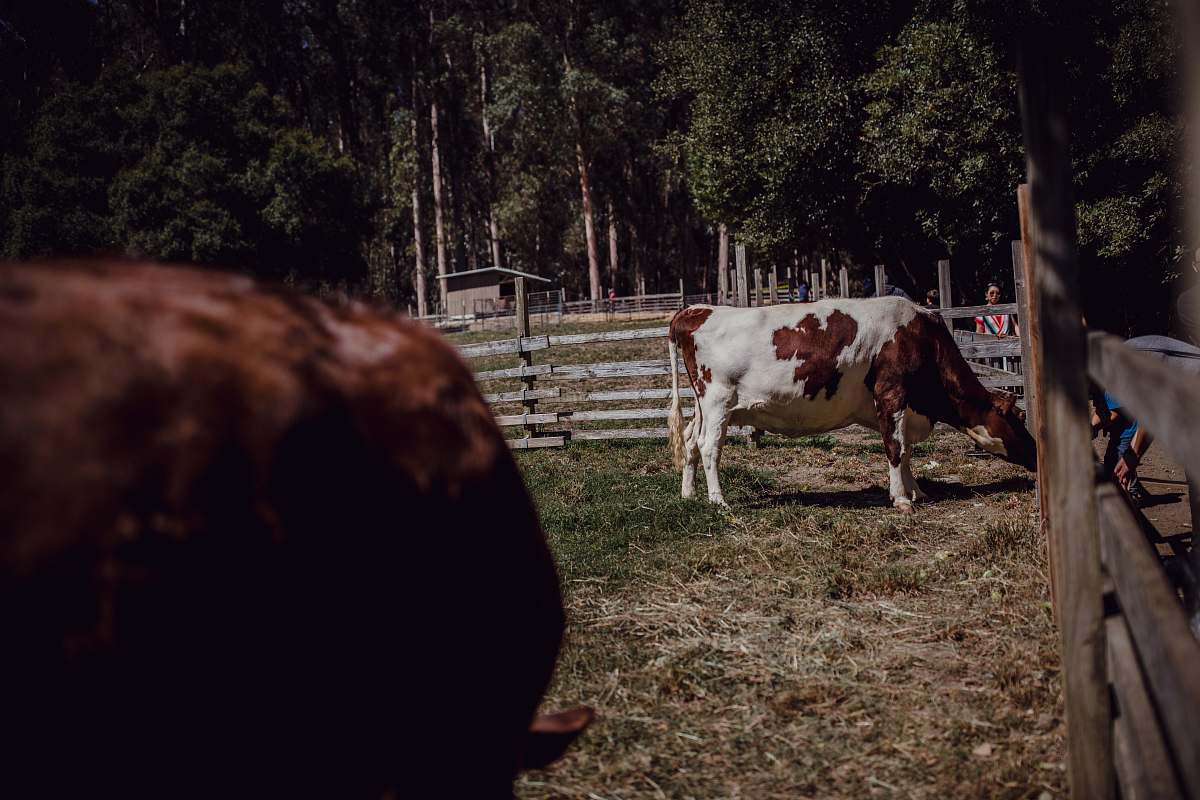 cow white and brown cattle eating grass during daytime cattle