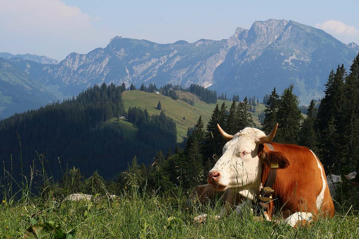 cattle white and brown cow close-up photography cow