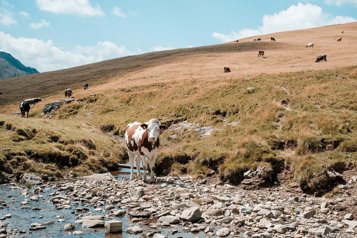 cow white and brown cow cattle
