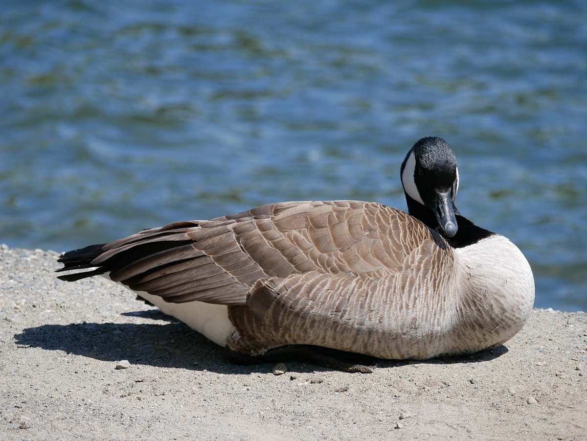 bird white and brown duck goose