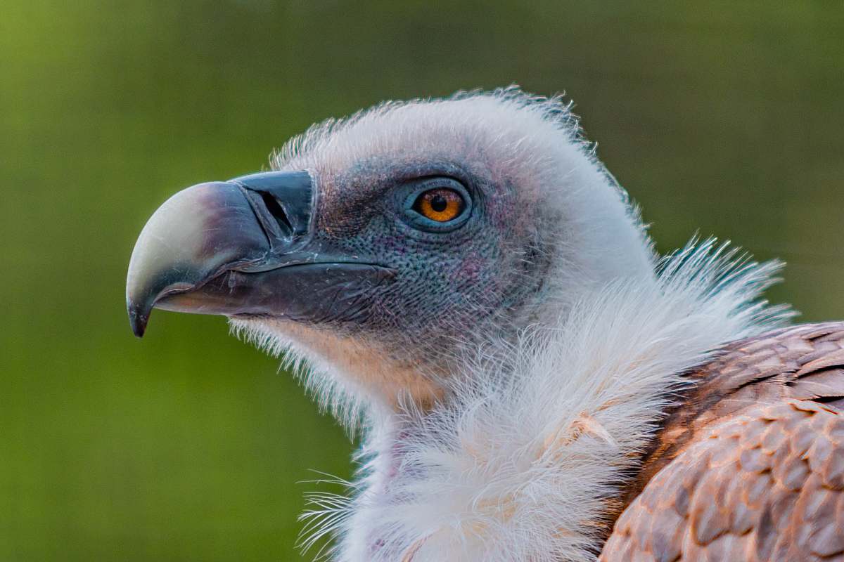 bird white and brown eagle vulture