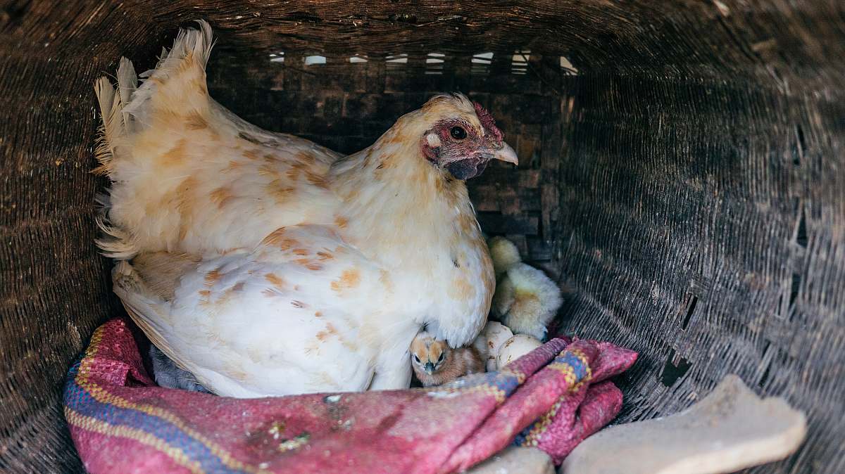 poultry white and brown hen close-up photo fowl