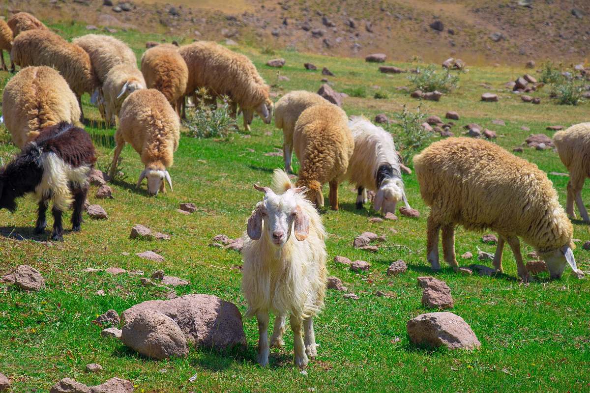 mammal white and brown herd of sheep sheep