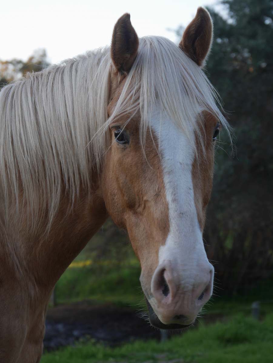 horse white and brown horse mammal