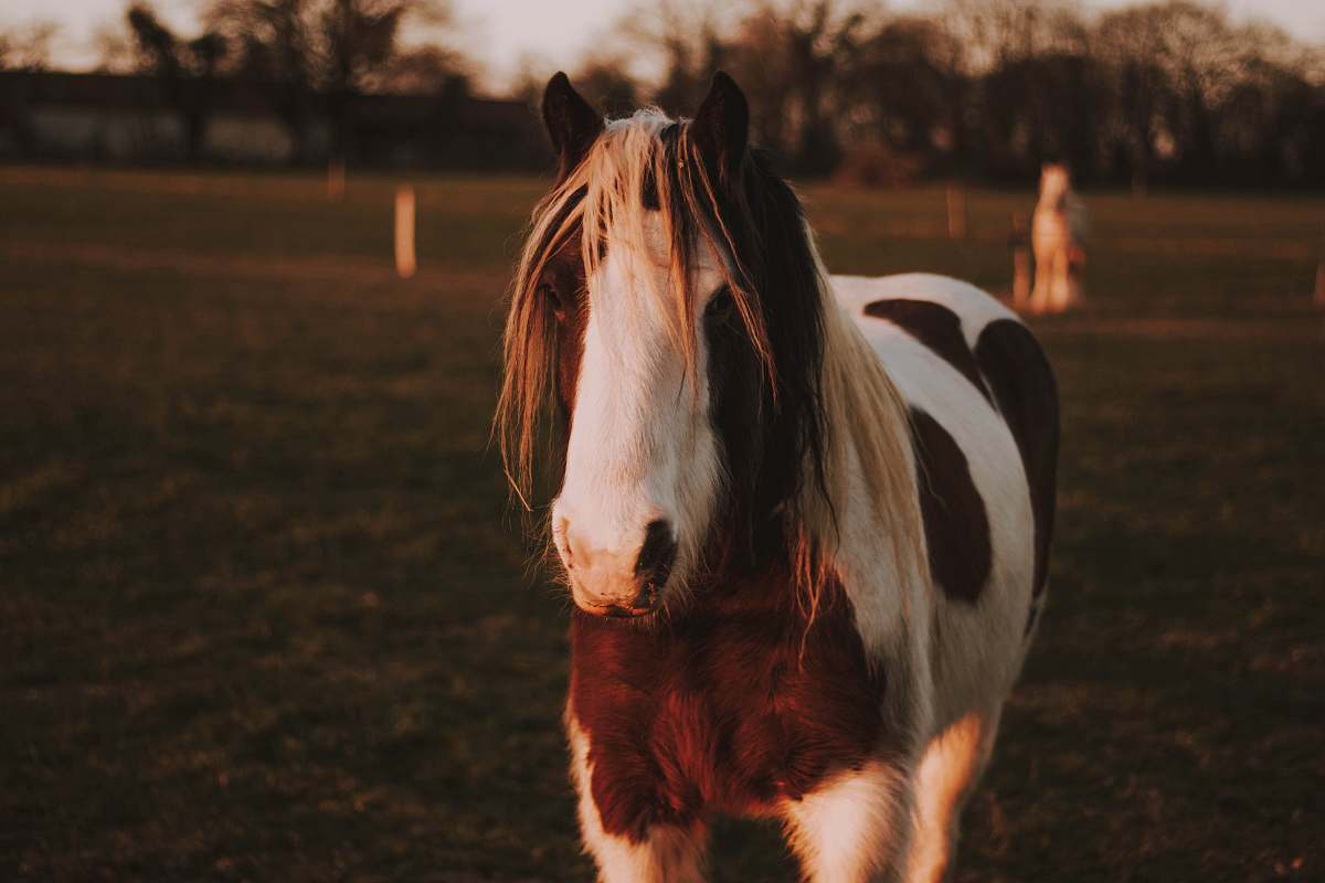 mammal white and brown horse horse
