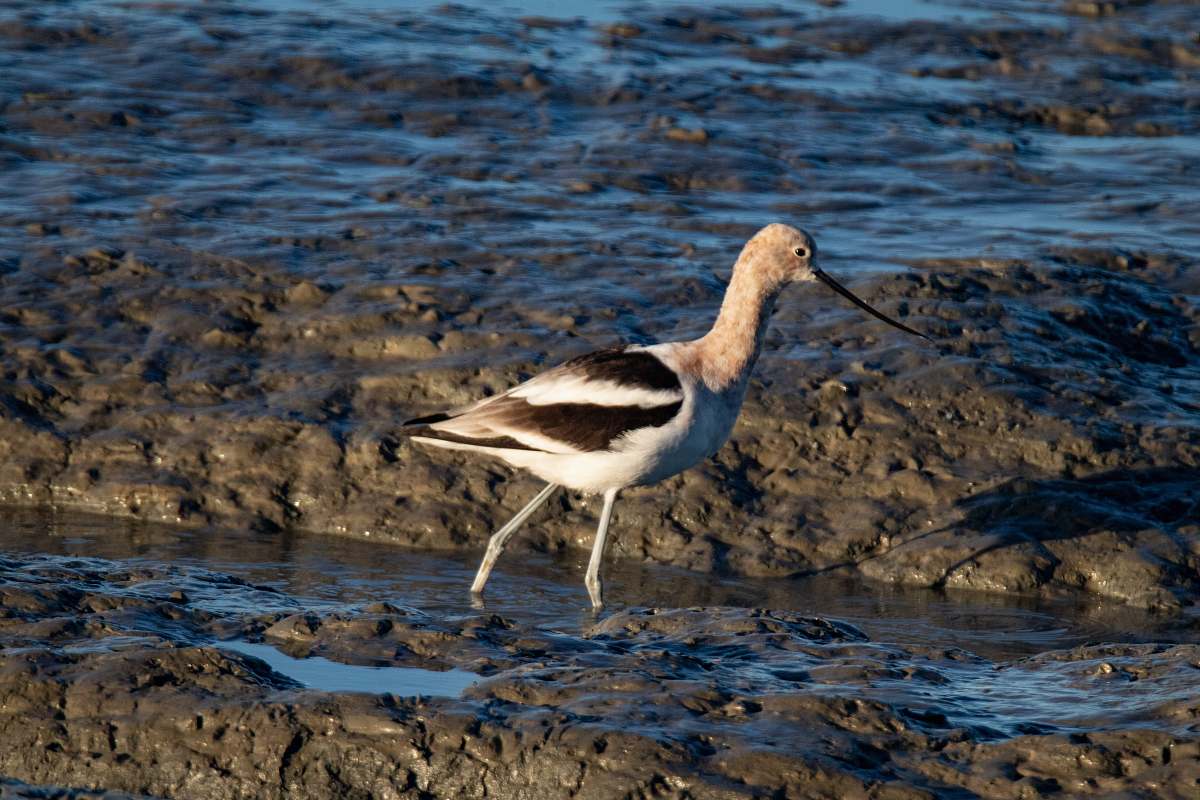 bird white and brown long-beaked bird waterfowl