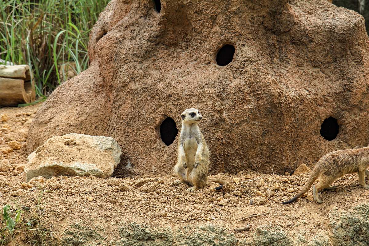 wallaby white and brown meerkat standing besides rock with holes kangaroo