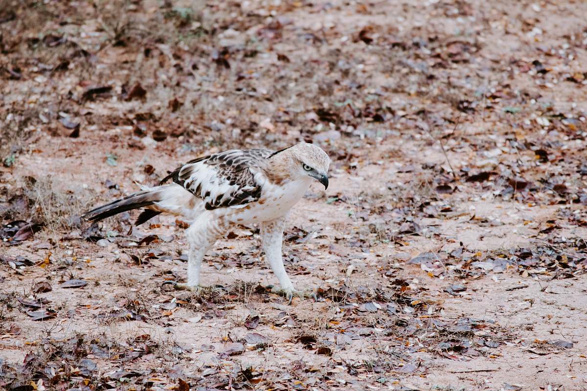 bird white and brown owl ground