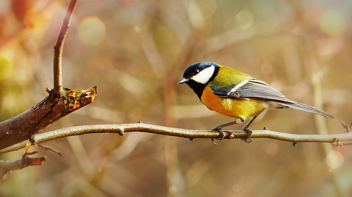 bird white and brown robin bird perching on tree branch finch