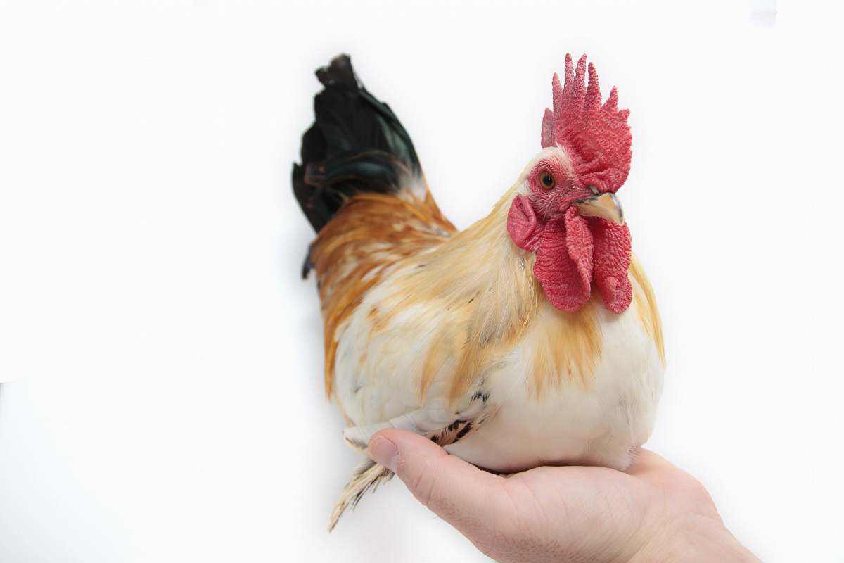 chicken white and brown rooster bird
