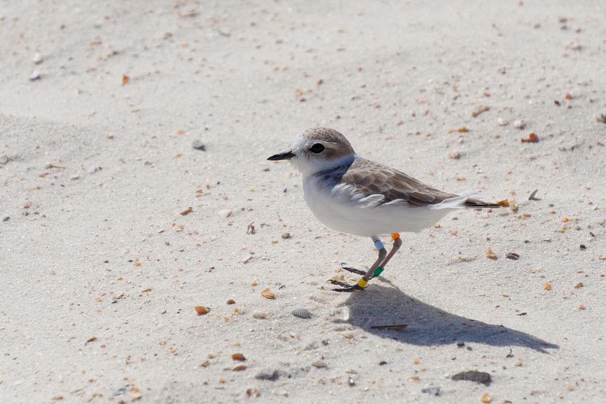 bird white and gray bird on sand grey