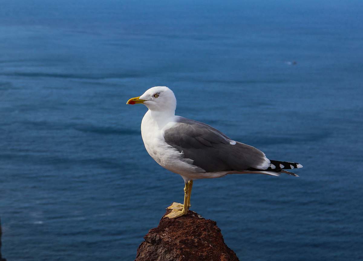 bird white and gray bird standing on rock seagull