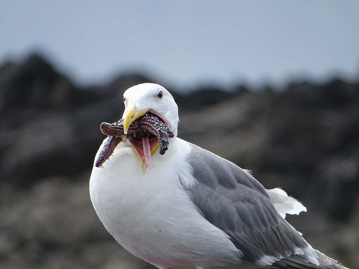 bird white and gray bird with worms in beak seagull