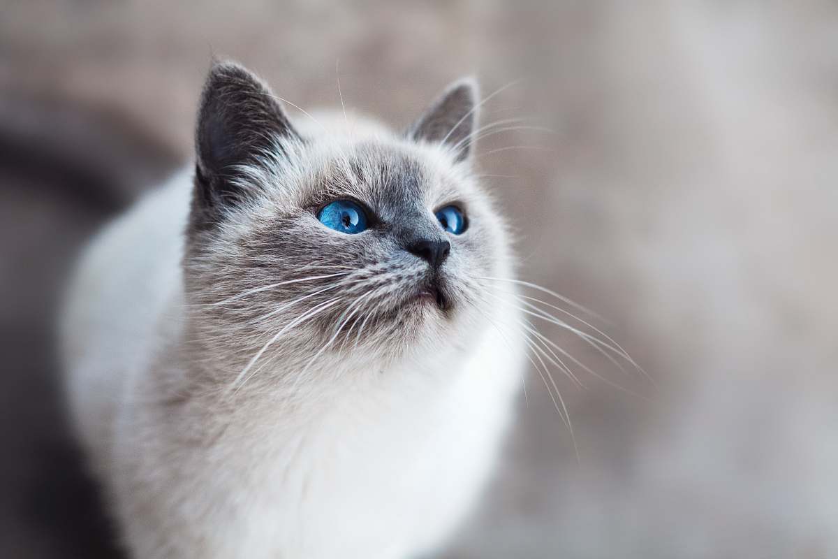 pet white and gray cat cat