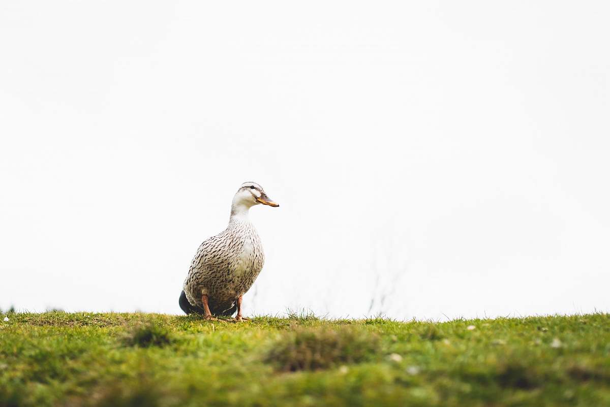 bird white and gray duck during daytime beak