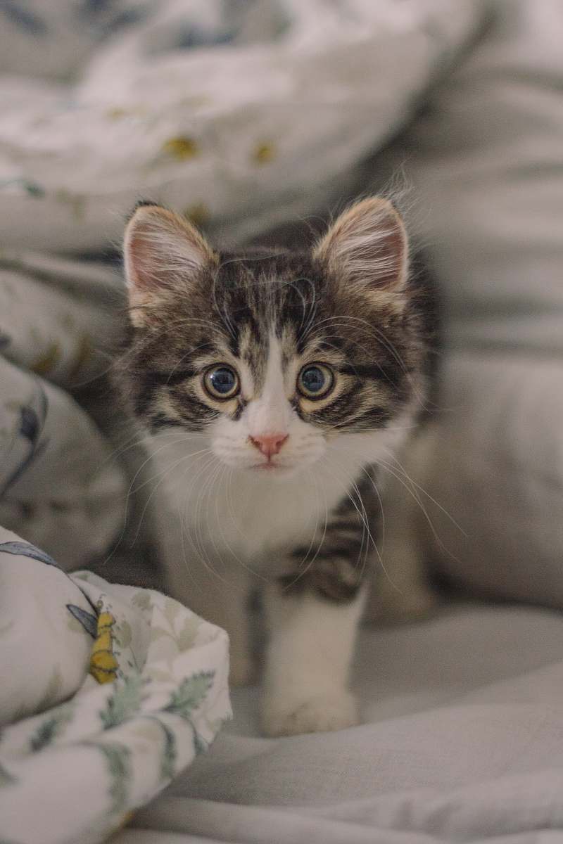 cat white and gray kitten on bed pet