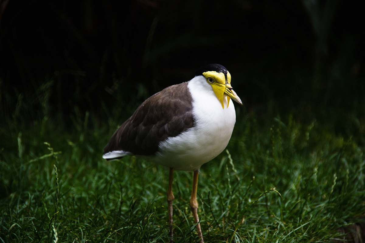 bird white and gray long-legged bird standing on grass beak