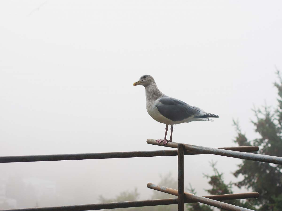 bird white and gray pigeons seagull