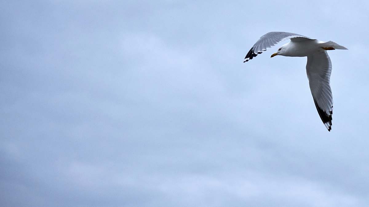bird white and gray seagull flying flying