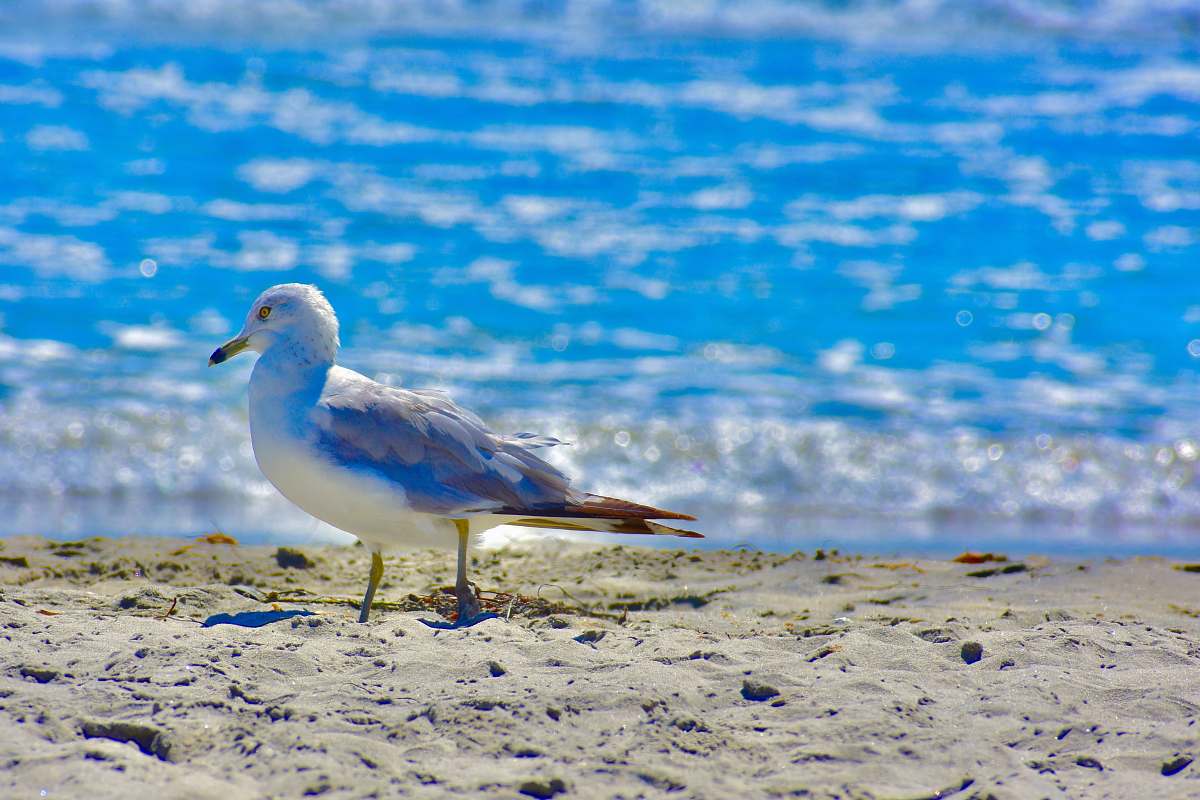 seagull white and gray seagull on sand ocean