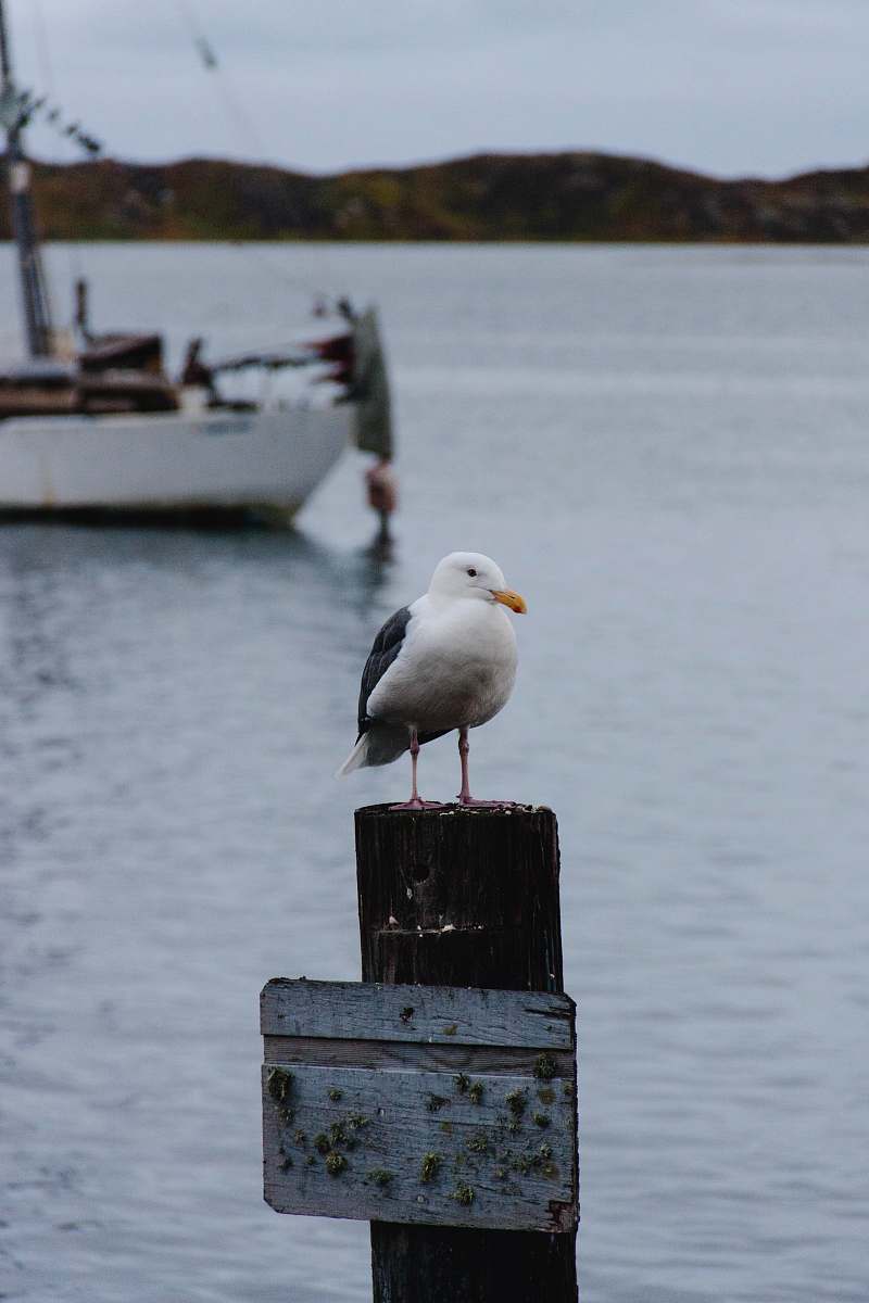 bird white and gray seagull on wooden post boat