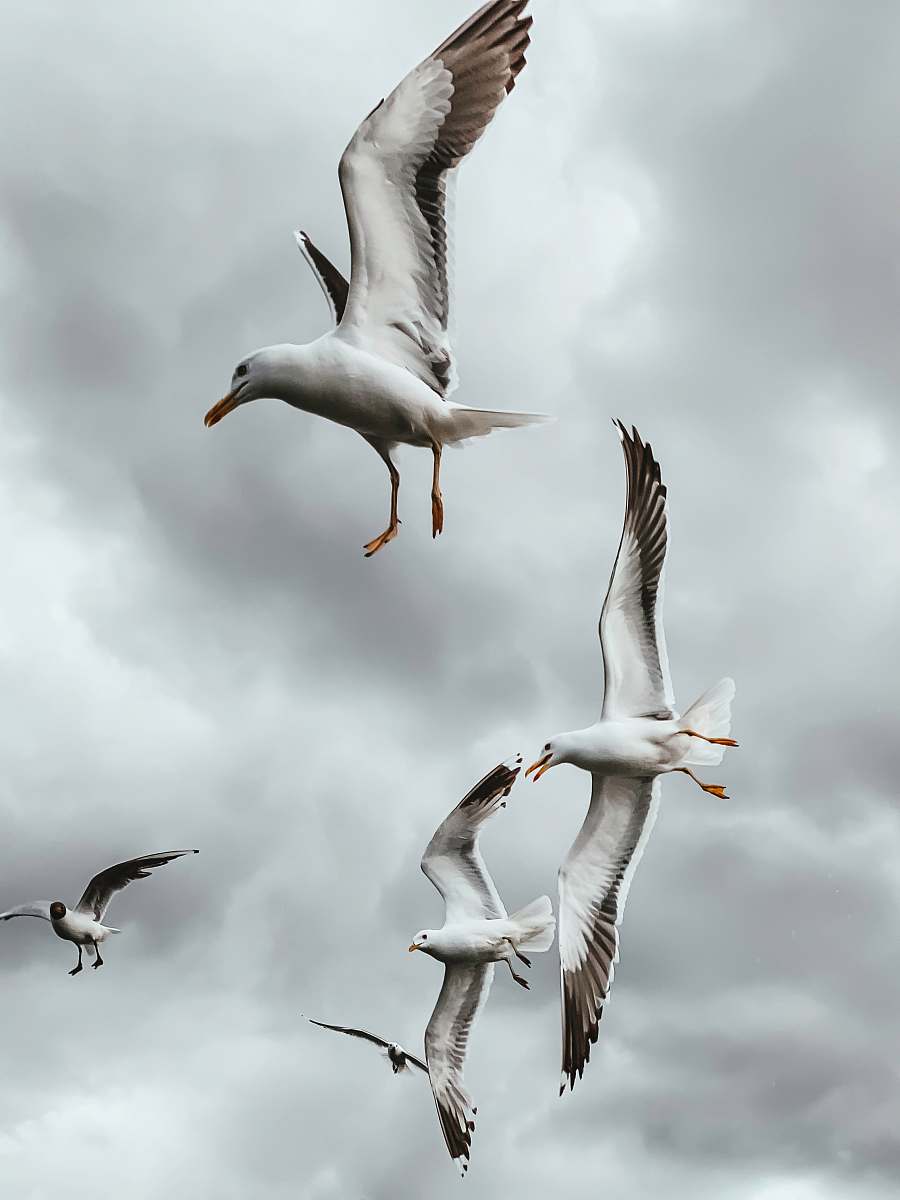 bird white and gray seagulls at flight flying