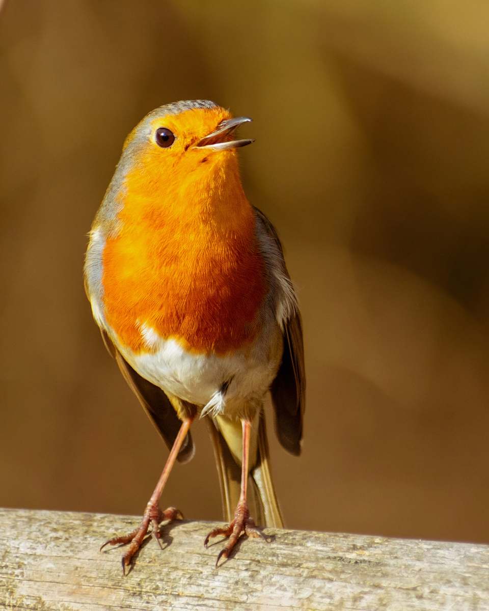 bird white and orange bird robin