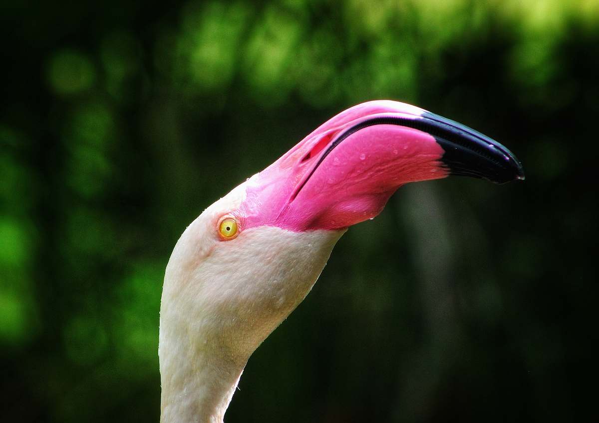 bird white and pink bird beak