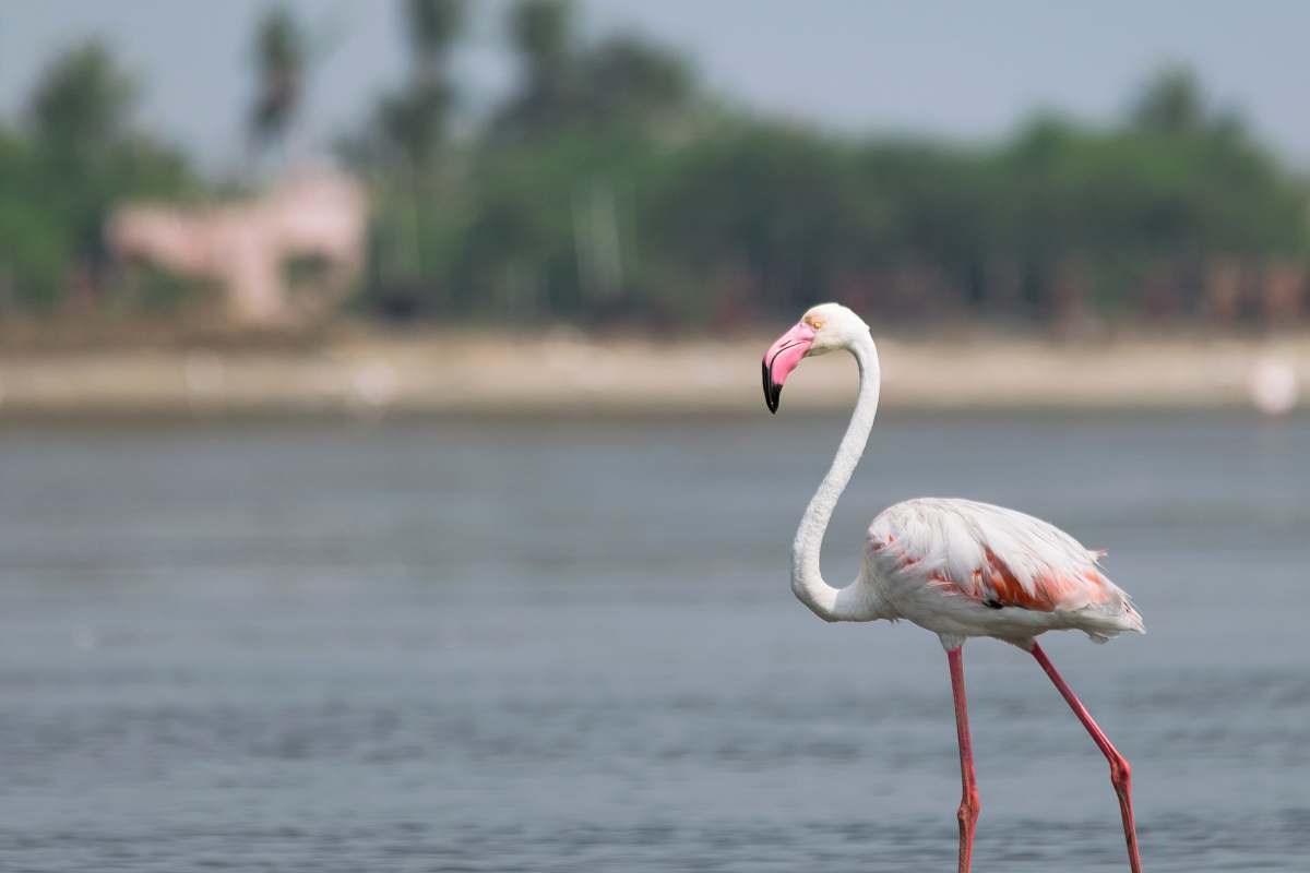 bird white and pink flamingo near body of water during daytime flamingo