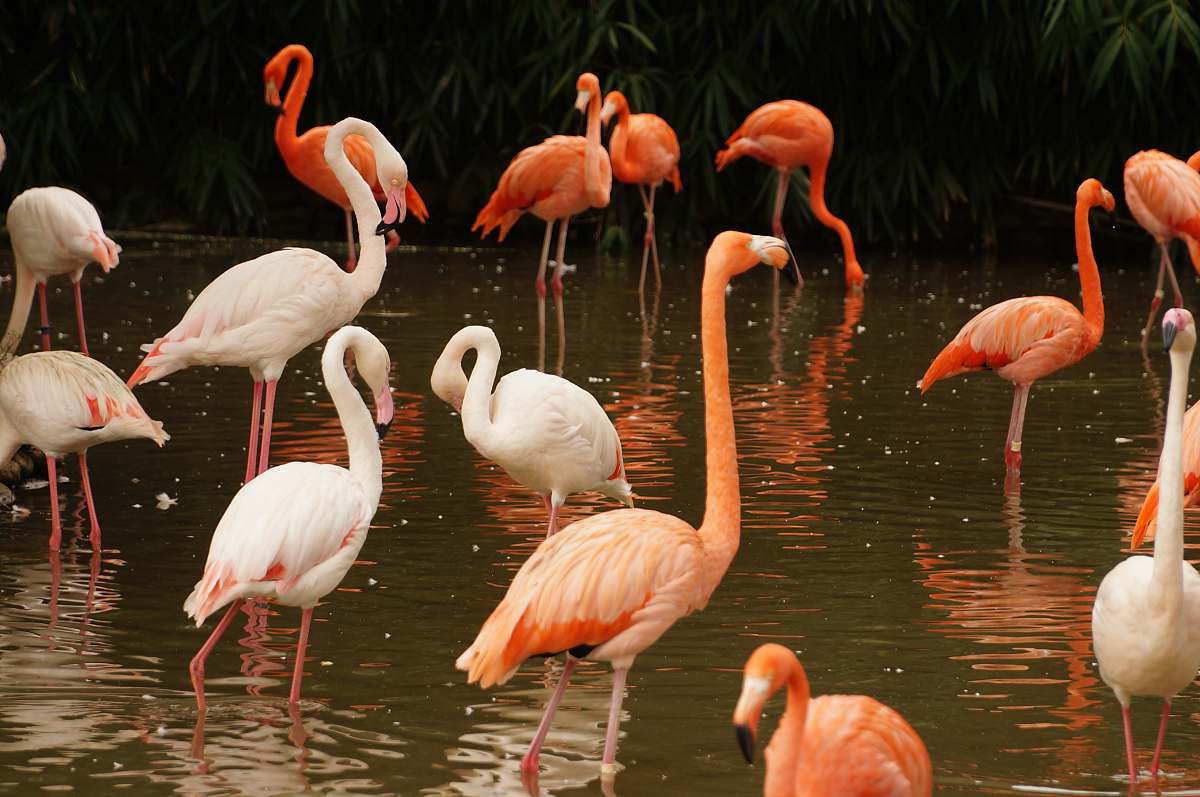 bird white and pink flamingos on body of water during daytime flamingo