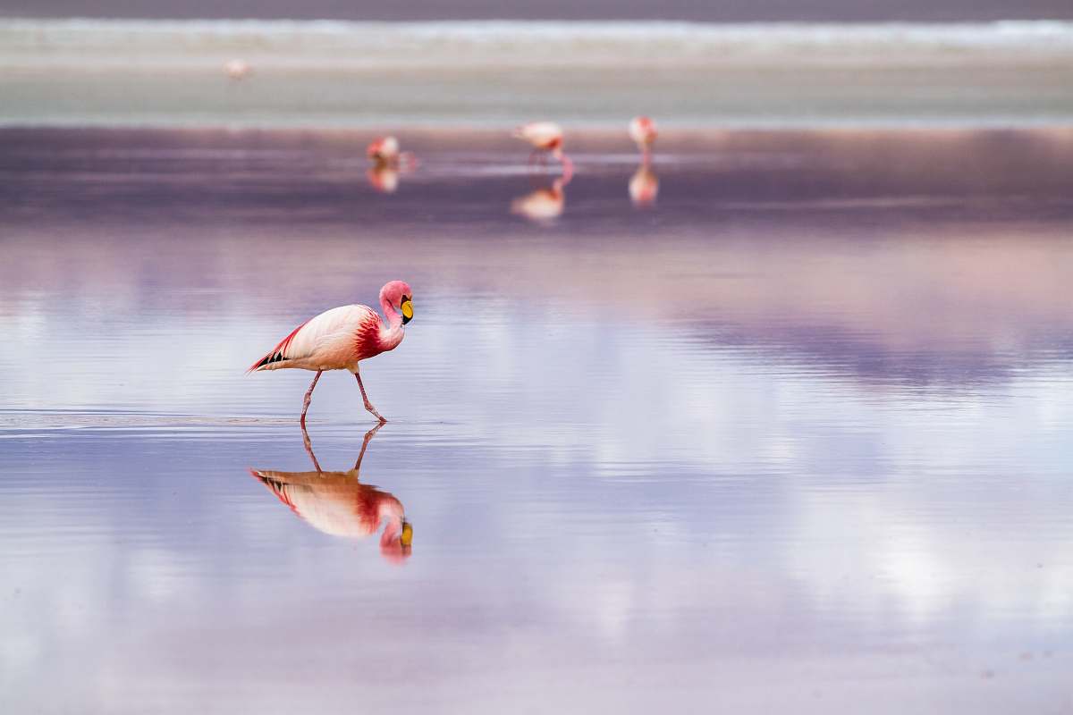 bird white and pink herons in beach bolivia