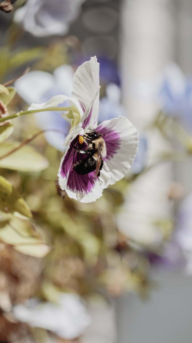 apidae white and purple petaled flower bee