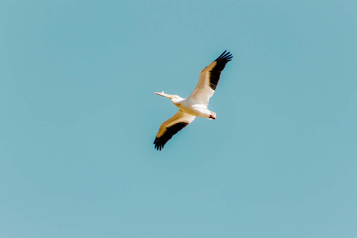 bird white and red bird flying