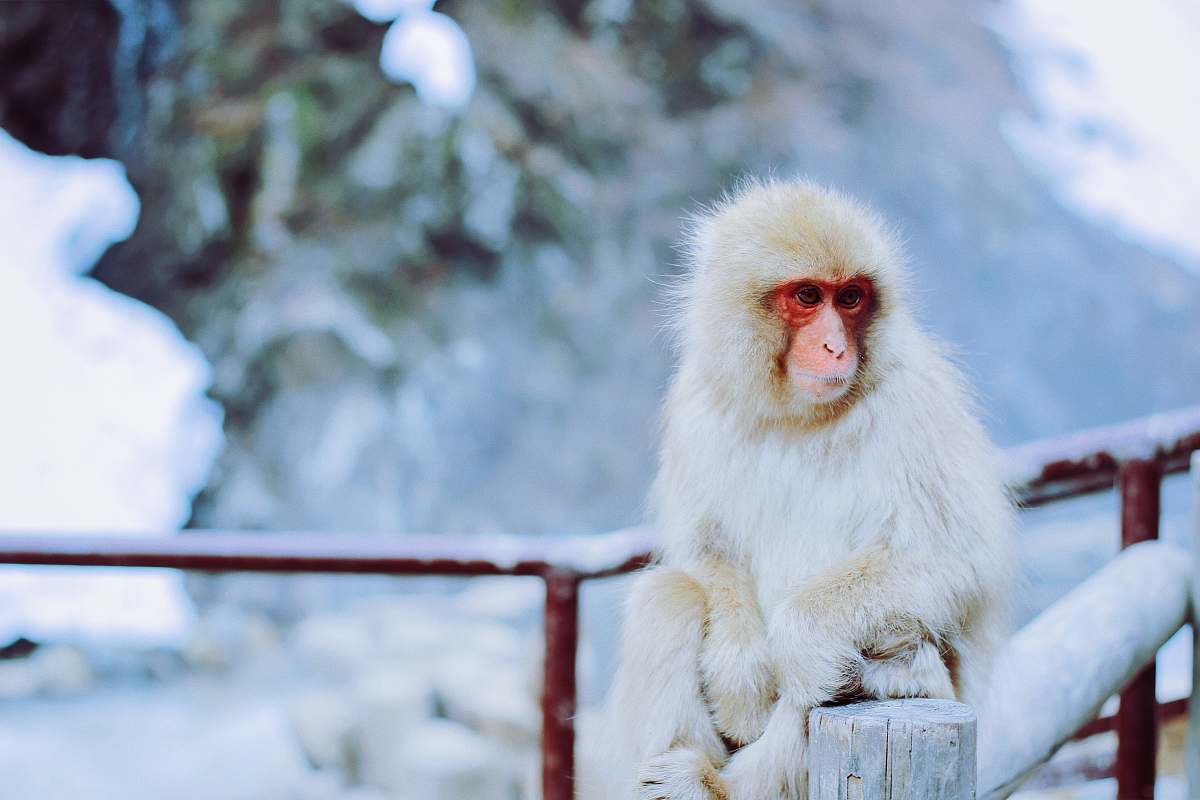 monkey white and red monkey sitting on brown wooden fence in snow terrain during daytime wildlife
