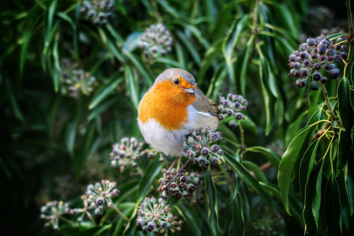bird white and yellow bird perching on green petaled flower robin