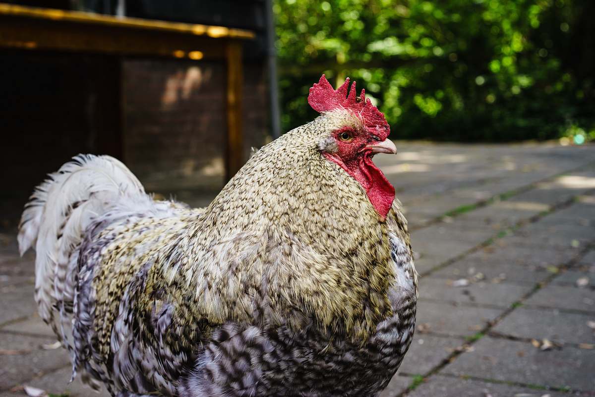 bird white and yellow rooster chicken