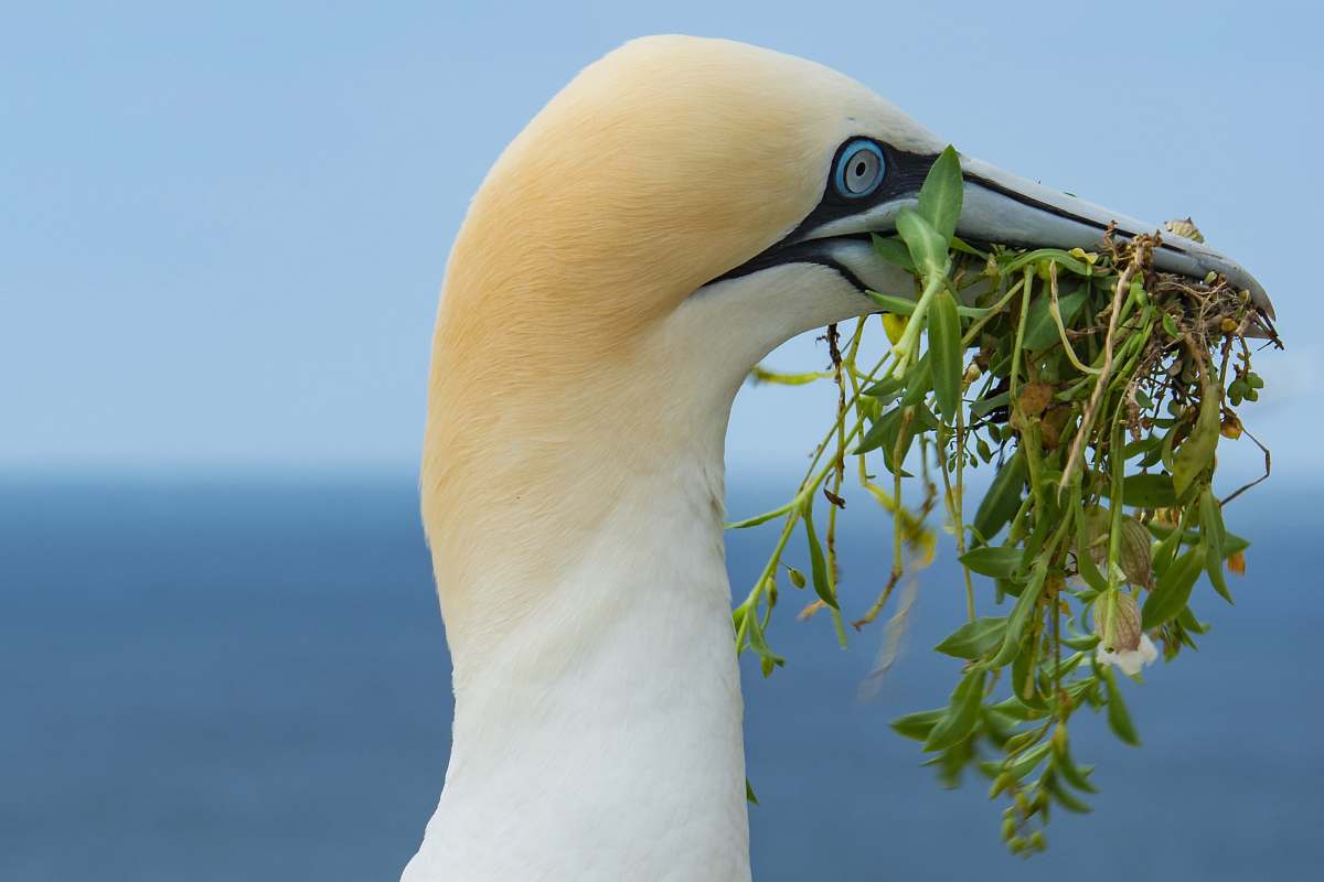 bird white bird eating grass beak