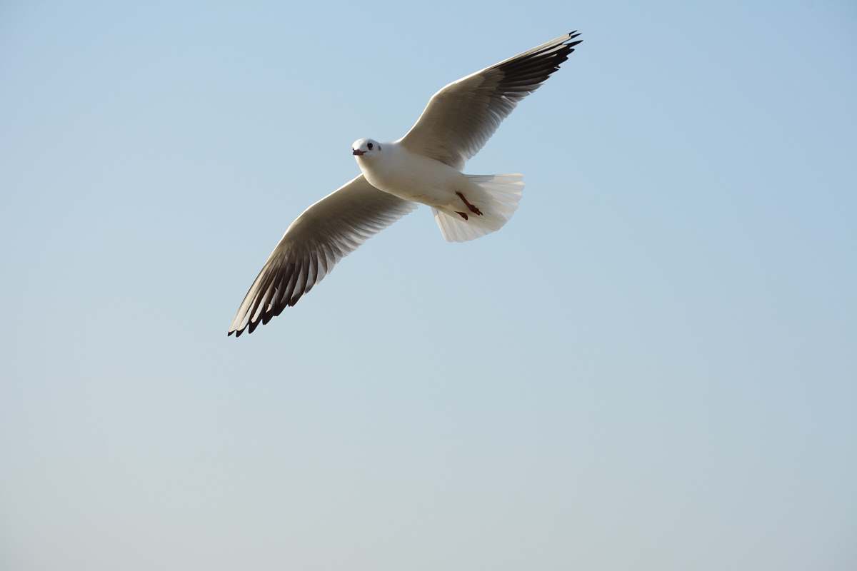 bird white bird flying at daytime flying