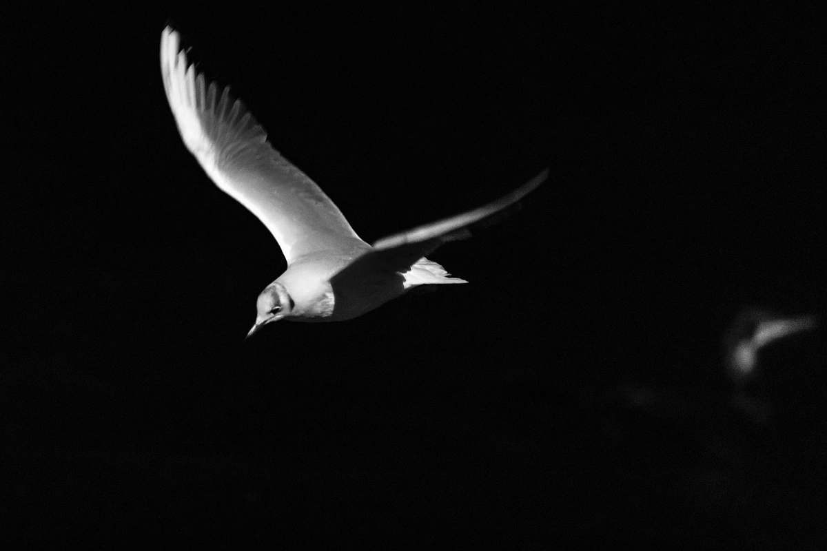 black-and-white white bird flying flying