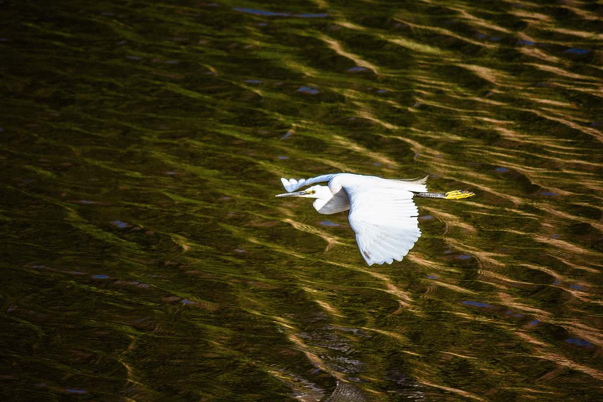 bird white bird flying during daytime waterfowl