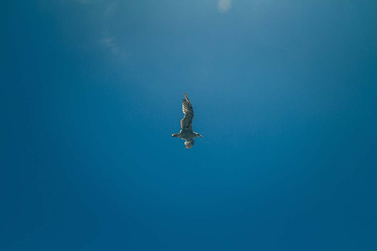 bird white bird flying in the sky flying