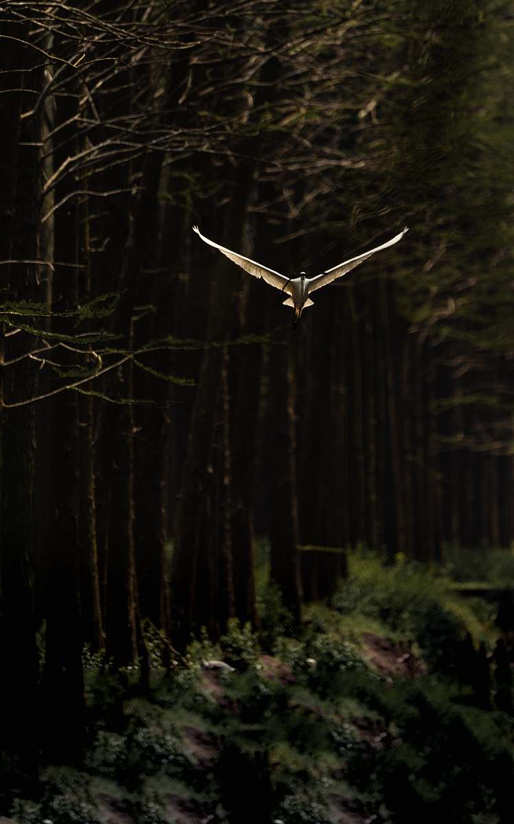 bird white bird flying near brown tree flying