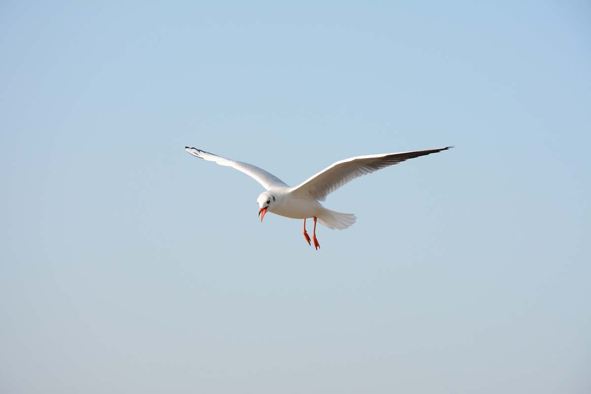 bird white bird flying under blue sky flying