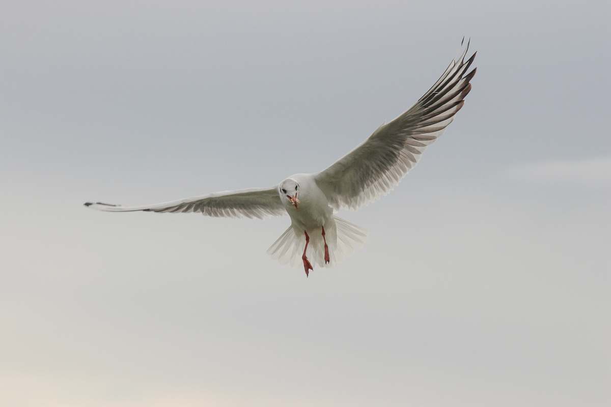 bird white bird gliding across clouds flying
