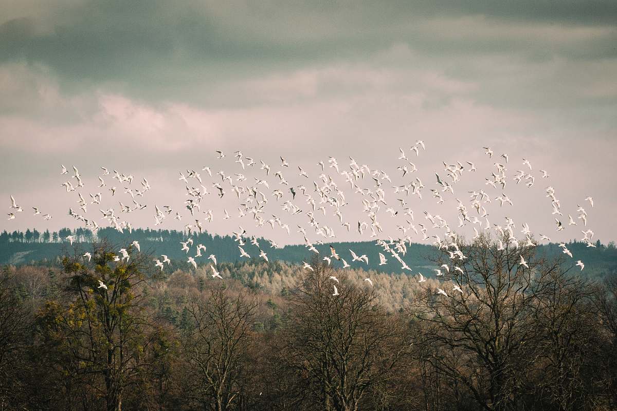 bird white bird lot flock